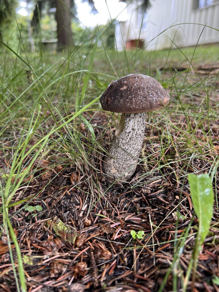 Birch Bolete (Leccinum scabrum,) near the sink behind the building